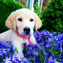 Poszewka na poduszka (40x40cm/10szt)