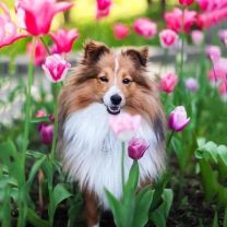 Poszewka na poduszka (40x40cm/10szt)