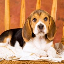 Poszewka na poduszka (40x40cm/10szt)