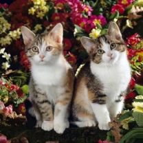 Poszewka na poduszka (40x40cm/10szt)