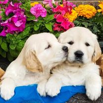 Poszewka na poduszka (40x40cm/10szt)