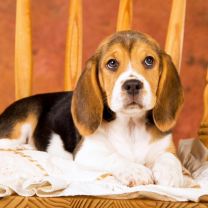 Poszewka na poduszka (40x40cm/10szt)